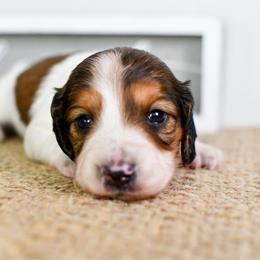 Red boy 1 - Piebald male Dachshund puppy in Empire, Alabama from Heart of Dixie Kennel
