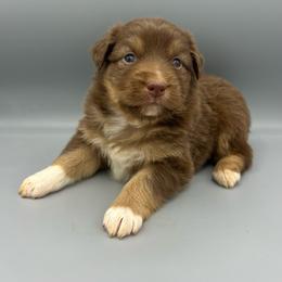Tara - Red tri-color female Australian Shepherd puppy in Scottsville, Virginia from Cedar Creek Aussies