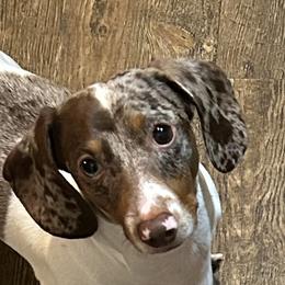 Dachshunds from Double Shot Dachshunds