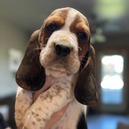 Mini Hulk ( green) - Black brown and white male Basset Hound puppy in Outlook, Washington from Porter Kennels