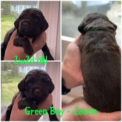 Boykin Spaniel Puppies from Camelot Creek Kennels