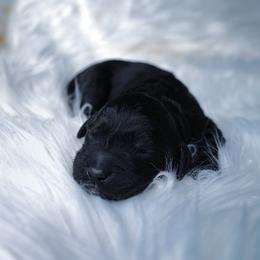 Vesper - Phantom male Goldendoodle puppy in Portsmouth, Virginia from Hopping Howlers Ranch