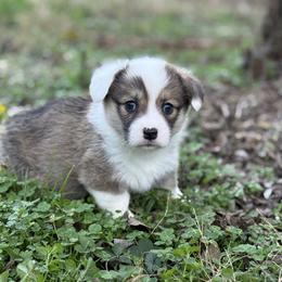 1,200 - Red female Pembroke Welsh Corgi puppy in Nashville, Arkansas from Whisenhunt Farms