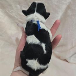 Captain America - Black and white male Sheepadoodle puppy in Ashton, Idaho from Kerr Kanine Ranch