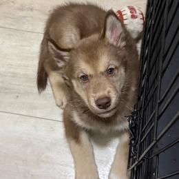 Boy 3 - male Native American Indian Dog puppy in Granby, Colorado from Turtle Island NAIDs