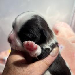 Chocolate and white female - Chocolate female Havanese puppy in East Lansing, Michigan from VanCort's Happy Havanese