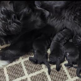 Black male 1 - Black male Newfoundland puppy in Burfordville, Missouri from Umfleet Farms