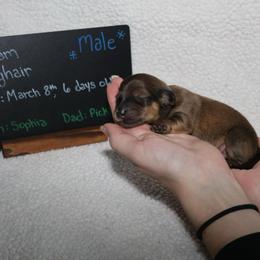 Snoopy (Blue collar) - Cream male Dachshund puppy in Prospect, Oregon from Spunky Sausage Pups