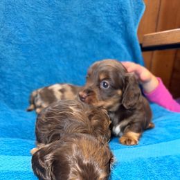 Dachshund Puppies from DNP Doxies