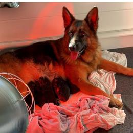 Anabella Team perfect Kennel - German Shepherd