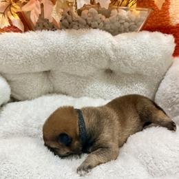 Bourbon - Red male Shiba Inu puppy in Meridian, Idaho from Anko Shibas