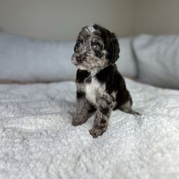 Simba - Merle male Goldendoodle puppy in Palmetto Bay, Florida from SOMIDOODLES