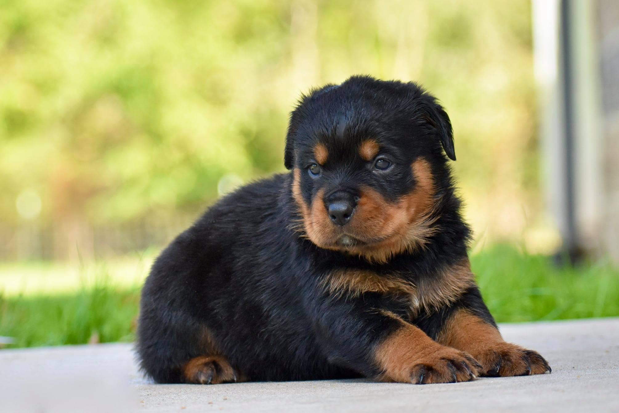 Emperor Rottweilers Mid Penn Rottweilers in Pennsylvania | Rottweiler puppies | Good Dog