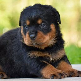 Rottweilers from Mid Penn Rottweilers