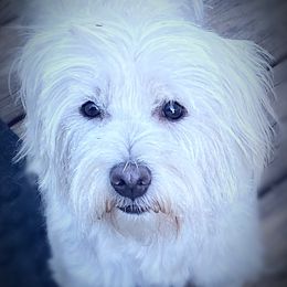 Lilly Honey - West Highland White Terrier