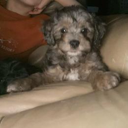 Maple - Merle female Goldendoodle puppy in Eaton, Ohio from Dezi’s Sonshine Doodles