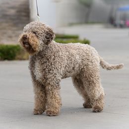 Tori - Lagotto Romagnolo