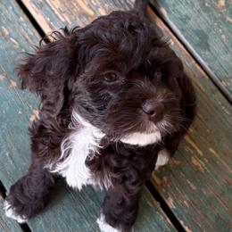 J.B. - Black and white male Cockapoo puppy in Lillington, North Carolina from Peace, Love, and Puppies at the Creek