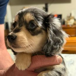 Lizzie - Dapple female Dachshund puppy in Griffin, Georgia from Always Trippin' Doxie Life