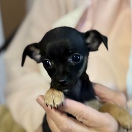 Boots - Black and tan female Chihuahua puppy in Fallon, Nevada from Blue Chihuahuas of Nevada