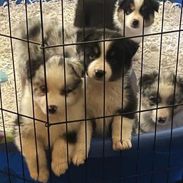 Fancy - Black tri-color female Australian Shepherd puppy in Riverside, California from Majestic Wrangler’s Aussie’s