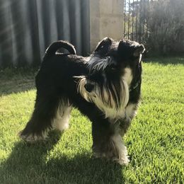 Sarah - Miniature Schnauzer