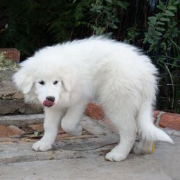Yetti - White Great Pyrenees puppy in California from Painted Sky
