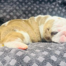Girl 2 - Fawn and white Bulldog puppy in Washington from Sun City Campeiro Bulldogs