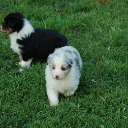 Australian Shepherd Puppies from Windmere Aussies