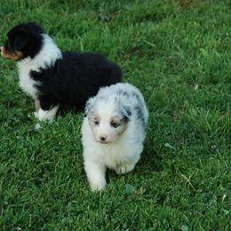 Australian Shepherd Puppies from Windmere Aussies