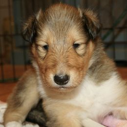 Collies from Blausertown Collies
