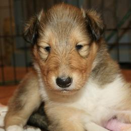 Collies from Blausertown Collies