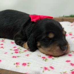 Promise - Black and tan female Dachshund puppy in Murfreesboro, Tennessee from Kimbrie's Dream Cream Doxies
