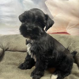Pooh Bear - Black male Miniature Schnauzer puppy in Slaughterville, Oklahoma from Priscilla's Miniature Schnauzers