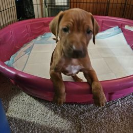 Puppy male 3 - Rd whtn brn nose male Rhodesian Ridgeback puppy in Caldwell, Idaho from Haley Gross's 	Rhodesian Ridgebacks and Minature Pinchers