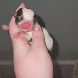 Blue sow - Blue and white male Chihuahua puppy in Ashtabula, Ohio from Paw's & Awe's Chihuahuas