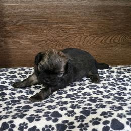 Boy 1 - Brindle male Shih Tzu puppy in Meadows Of Dan, Virginia from Walt’s Shih Tzus