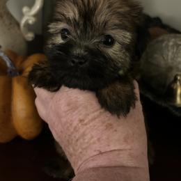 Oliver - Brindle male Shorkie puppy in Charleston, West Virginia from Mountain State Puppies