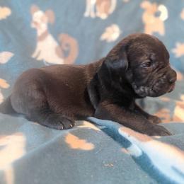 Marius (Blue Collar) - Black male Cane Corso puppy in Stilwell, Oklahoma from Killing Joke Kennels