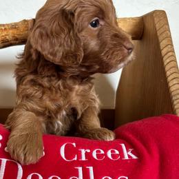 Shaun White- blue collar - Red  male Goldendoodle puppy in Chino Valley, Arizona from Bass Creek Doodles