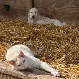 Pebbles - Maremma Sheepdog