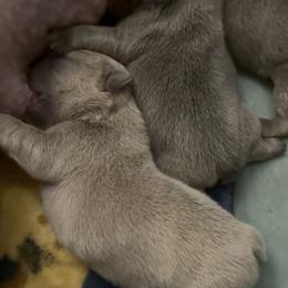 Blue Fawn Girl - Blue fawn female French Bulldog puppy in Gulf Breeze, Florida from SW Frenchies