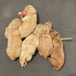 Labradoodle and Poodle Puppies from Skylark Legacy Farm Poodles & Doodles