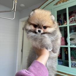 Pomeranian Puppies from Eelan’s Poms