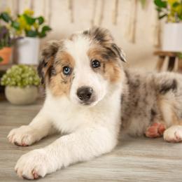 Aurora - Blue merle female Border Collie puppy in Conway, Missouri from 2J 2K Border Collies | Maremma Sheepdogs