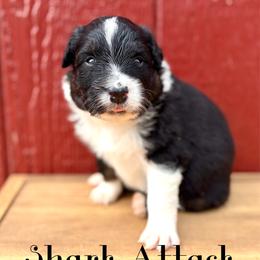 Shark Attack - Black tri-color male Australian Shepherd puppy in Jena, Louisiana from Diamond 5 Aussies