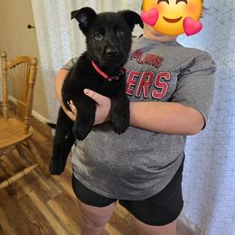 Azelea - Black female German Shepherd puppy in West Plains, Missouri from Von Forester German Shepherds