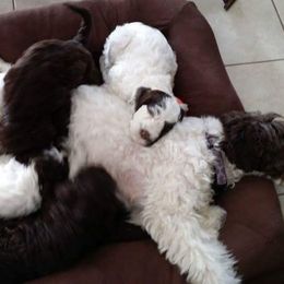 Portuguese Water Dog Puppies from Prestige Portuguese Water Dogs