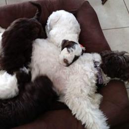 Portuguese Water Dog Puppies from Prestige Portuguese Water Dogs