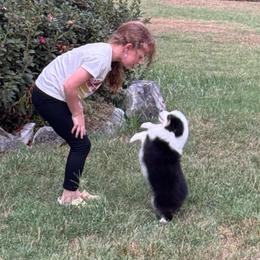 Liberty - Black tri female Miniature American Shepherd puppy in Nolensville, Tennessee from Sweetheart Miniature American Shepherds